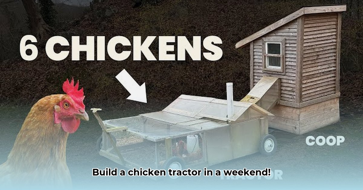 chicken-tractor-for-6-hens